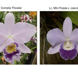 Lc. Mini Blue Star (Lc. Cornelia 'Floralia' x Lc. Mini Purple 'Coerulea 4n')