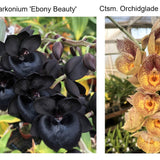 SVO 10525 (Ctmds. Darkonium 'Ebony Beauty' FCC/AOS x Ctsm. Orchidglade 'Davie Ranches' AM/AOS)