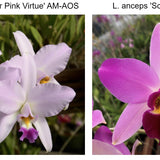 SVO 8156 (L. Anceps 'SanBar Pink Inspiration' x L. Anceps 'South Africa')