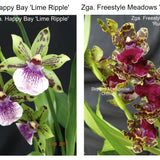 SVO Z4047 Zygopetalum (Zga. Happy Bay 'Lime Ripple' x Zga. Freestyle Meadows 'Ruby Lips')