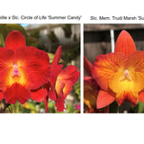 Slc. Cosmic Circle 'Summer Candy' x Slc. Mem. Trudi Marsh 'Sun Flair'