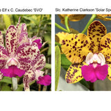 Lc. Jungle Elf x C. Caudebec) 'SVO' x Slc. Katherine Clarkson 'Solar Spots' HCC/AOS