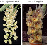 SVO 10640 (Ctsm. tigrinum 'SVO' x Ctsm. Orchidglade 'Davie Ranches' AM/AOS)