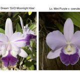 Lc. Moonlight Dream 'Moonlight Kiss' AM/AOS x Lc. Mini Purple 'Coerulea 4n'