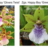 SVO Z4063 Zygopetalum (Zga. Happy Bay 'Oliver's Twist' x Zga. Happy Bay 'Green Hills')