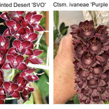 SVO 10643 (Mo. Painted Desert 'SVO' HCC/AOS x Ctsm. ivaneae 'Purple Fantasy')