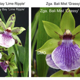 SVO Z4050 Zygopetalum (Zga. Happy Bay 'Lime Ripple' x Zga. Bali Mist 'Grassy')