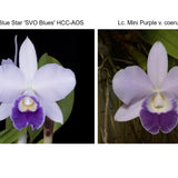 Lc. Tiny Blue (Lc. Mini Blue Star 'SVO Blues' HCC/AOS x Lc. Mini Purple 'Coerulea 4N')