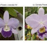 Lc. Mini Blue Star (Lc. Mini Purple 'Coerulea 4n' x Lc. Cornelia 'Floralia')
