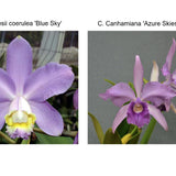 Lc. Jackie Stidham (C. loddigesii f. coerulea 'Blue Sky' AM/AOS x Lc. Canhamiana 'Azure Skies' AM/AOS)
