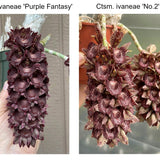 SVO 10279  (Ctsm. Ivaneae 'Purple Fantasy' x Ctsm. ivaneae '#2')