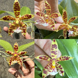 Phalaenopsis speciosa x mannii var. black