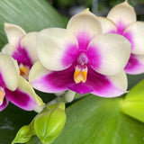 Phalaenopsis SG Passion 'Sweetheart'