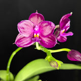 Phalaenopsis Shingher Pure Love x Chienlung Red King