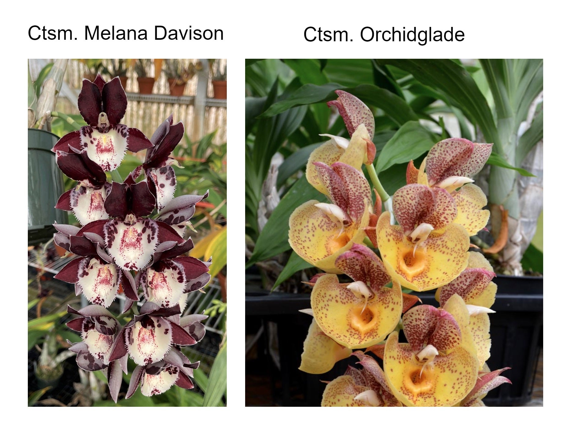Ctsm. Melana Davison 'Bomb Shell' x Ctsm. Orchidglade 'Davie Ranches ...