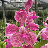 Vanda Motes Purple Lightning