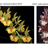 Ctsm. Richard Fulford 'SVO' x Ctsm. Lata Laxman 'SVO' AM/AOS