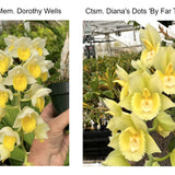 Ctsm. Mem. Dorotlhy Wells 'Silver & Gold' x Ctsm. Diana's Dots 'By Far The Best'