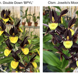 Ctsm. Double Down 'BPYL' x Ctsm. Joseito's Moonlight 'Dark Petals Yellow Lip'