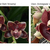 Fdk. Dark Matter (Fdk. After Dark 'Amazing' x Ctsm. Orchidglade 'Jack of Diamonds' AM/AOS)