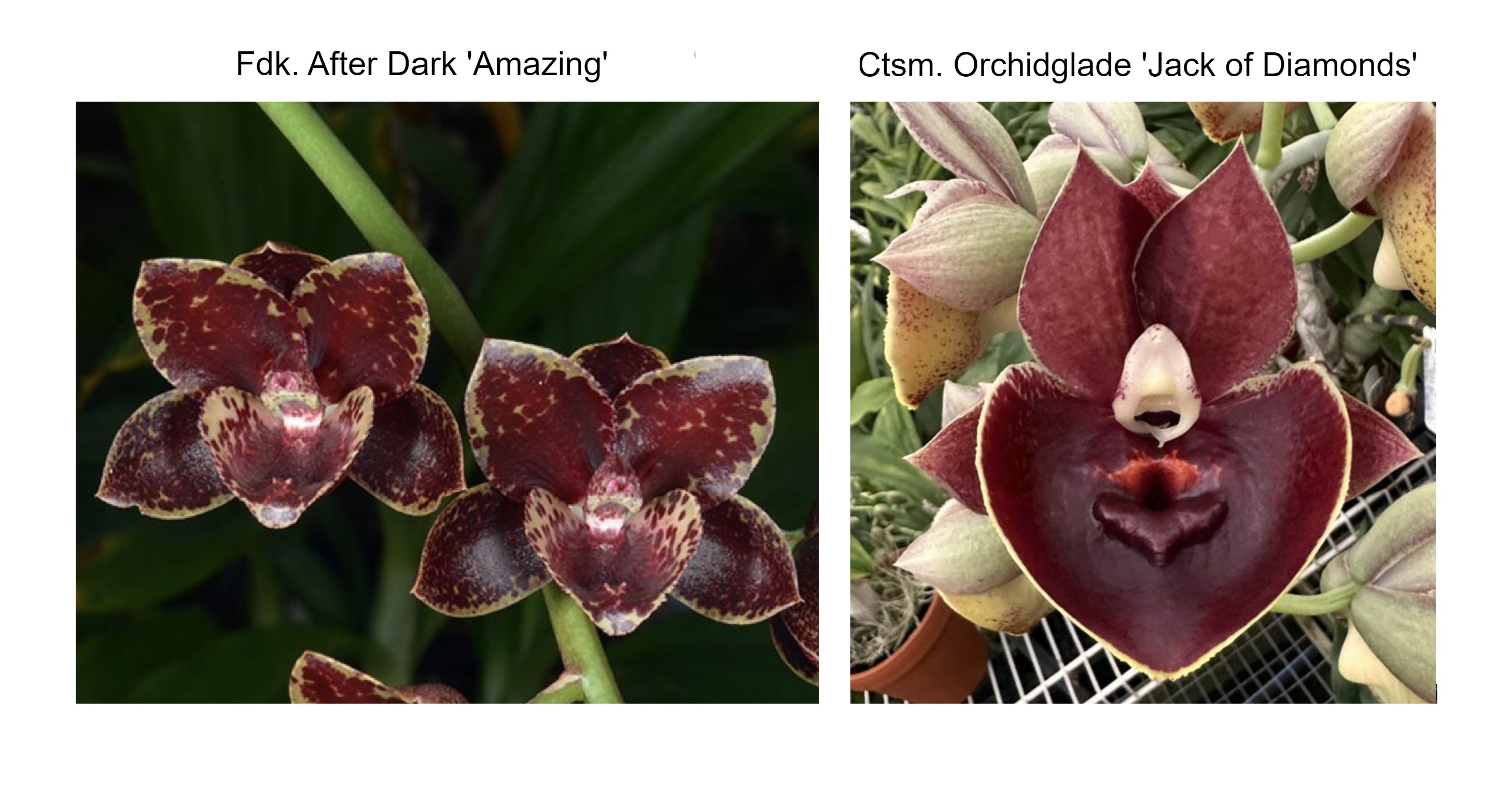 Fdk. Dark Matter (Fdk. After Dark 'Amazing' x Ctsm. Orchidglade 'Jack ...