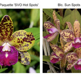 Slc. Mem. Evelyn Paquette 'SVO' x Blc. Sun Spots 'Tan Man Spots'