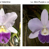 C. Indigo Valentine 'Blueness' x Lc. Mini Purple f. 'coerulea 4N'