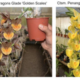 Ctmds. Dragon Glade 'Golden Scales' x Ctsm. Penang 'Doubloons'