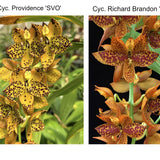 Cyc. Providence 'SVO' x Cyc. Richard Brandon 'SVO II'