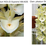 Catasetum pileatum (Ctsm. pileatum 'KG's El Supremo' AM/AOS x Ctsm. pileatum 'Dinner Plate')