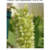 Ctsm. cirrhaeoides 'Alba' x Ctsm. cirrhaeoides 'Green & Yellow'