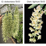 Clo. dodsonianum 'SVO' x Ctsm. tigrinum 'SVO II'