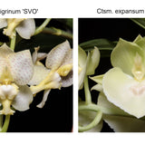 Ctsm. tigrinum 'Wyche' HCC/AOS x Ctsm. expansum 'Super Flat Lip'