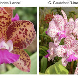 C. Nancy Jane Losgar (C. Mark Jones 'Lance' x C. Caudebec 'Linwood' AM/AOS)