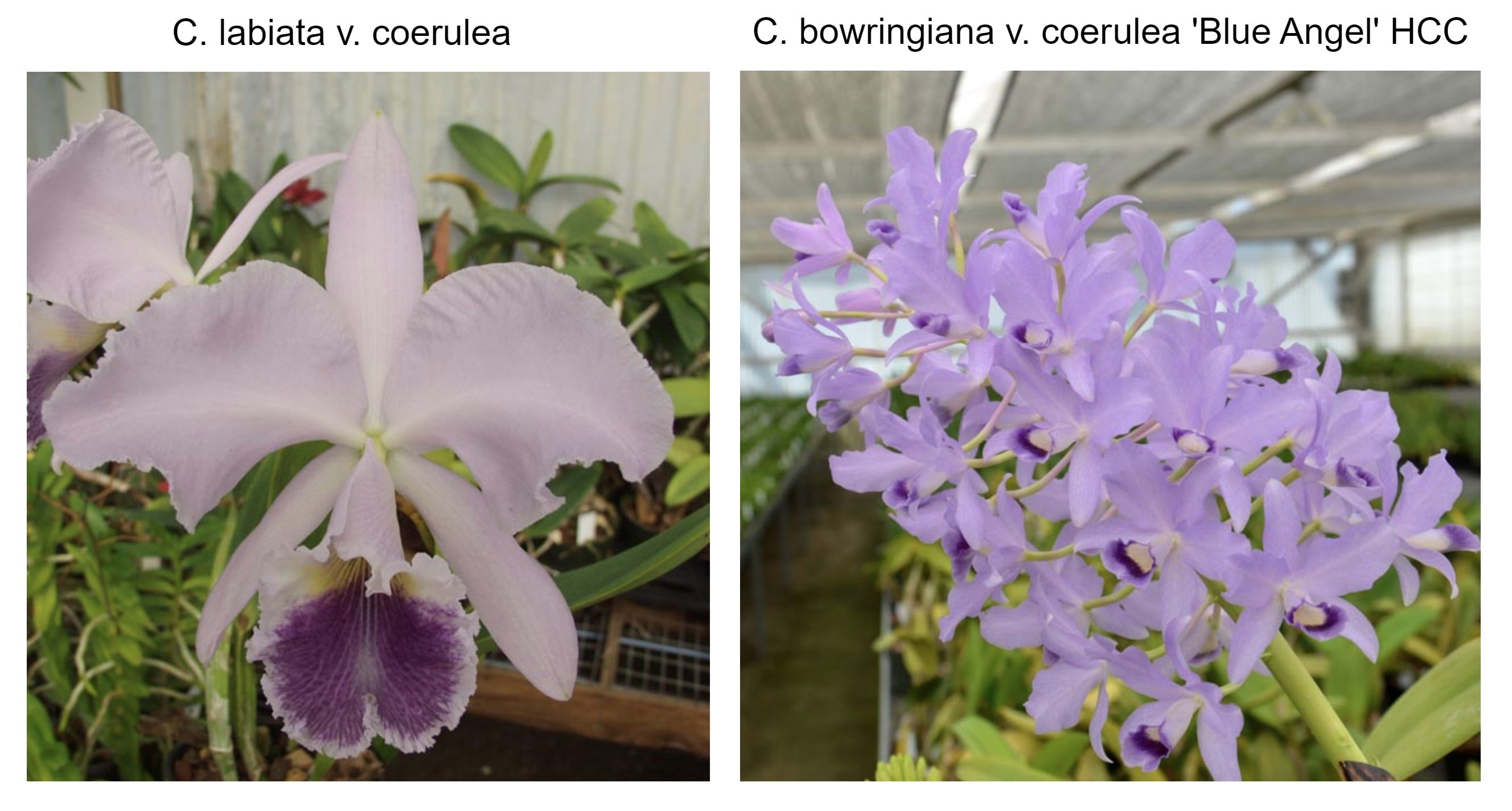 C. Portia (C. labiata f. coerulea 'Peter's 7' x C. bowringiana f. coer ...