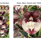 Ctsm. Melana Davison 'Bomb Shell' x Ctsm. Mem. Darrel John 'White Lip'