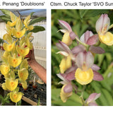 Ctsm. Penang 'Doubloons x Ctsm. Chuck Taylor 'SVO Sunshine'