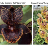 Ctmds. Dragons Tail 'Dark Tale' x Ctsm. Susan Fuchs 'Burgundy Chips' FCC/AOS