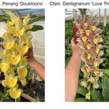 Ctsm. Penang 'Doubloons x Ctsm. Dentigrianum 'Love This Flower'