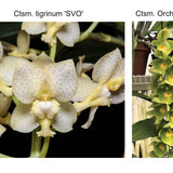 Ctsm. Diana's Dots (Ctsm. tigrinum 'Wyche' HCC/AOS x Ctsm. Orchidglade 'Green Apple' AM/AOS)