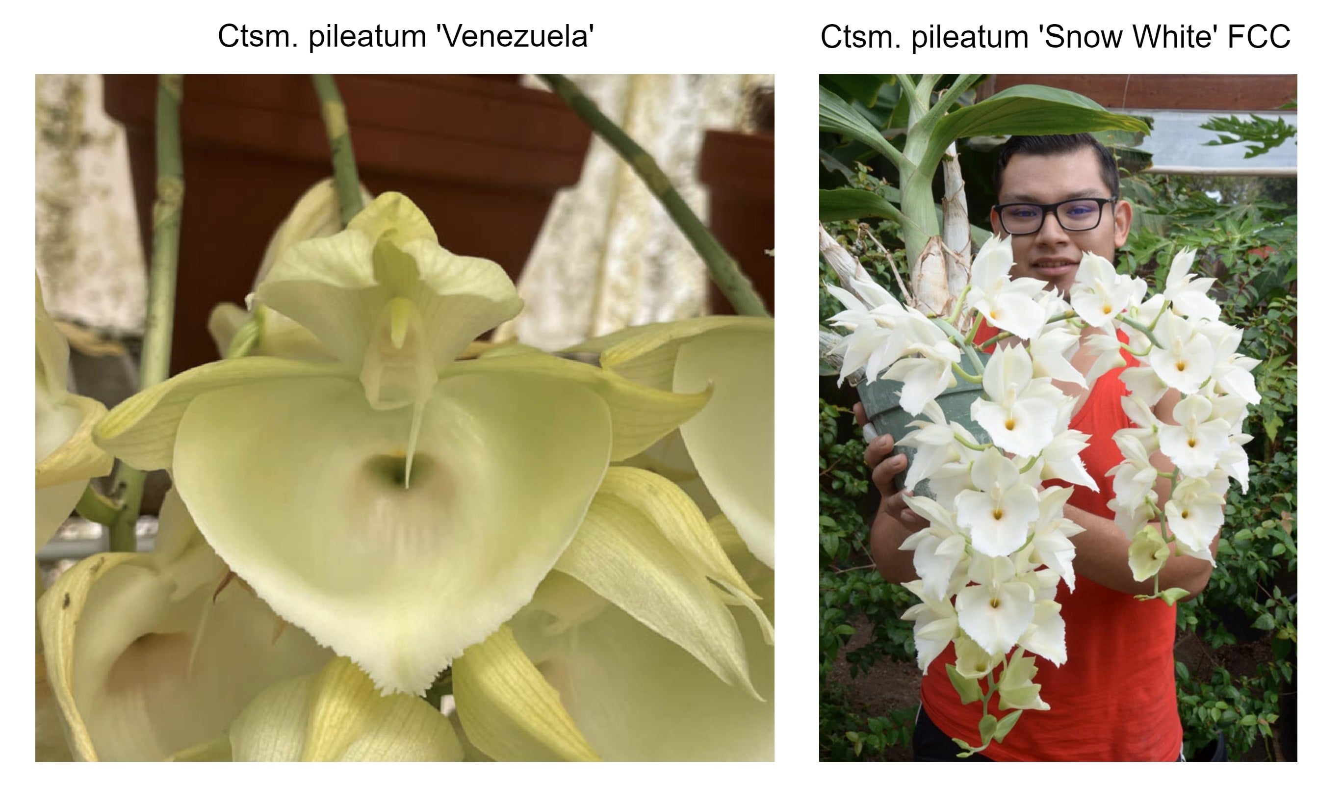 Catasetum pileatum (Ctsm. pileatum 'Venezuela' x Ctsm. pileatum 'Snow ...