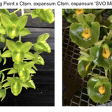 Fdk. Turning Point x Ctsm. Expansum 'Green Green' x Ctsm. Expansum 'SVO Midori' AM/AOS