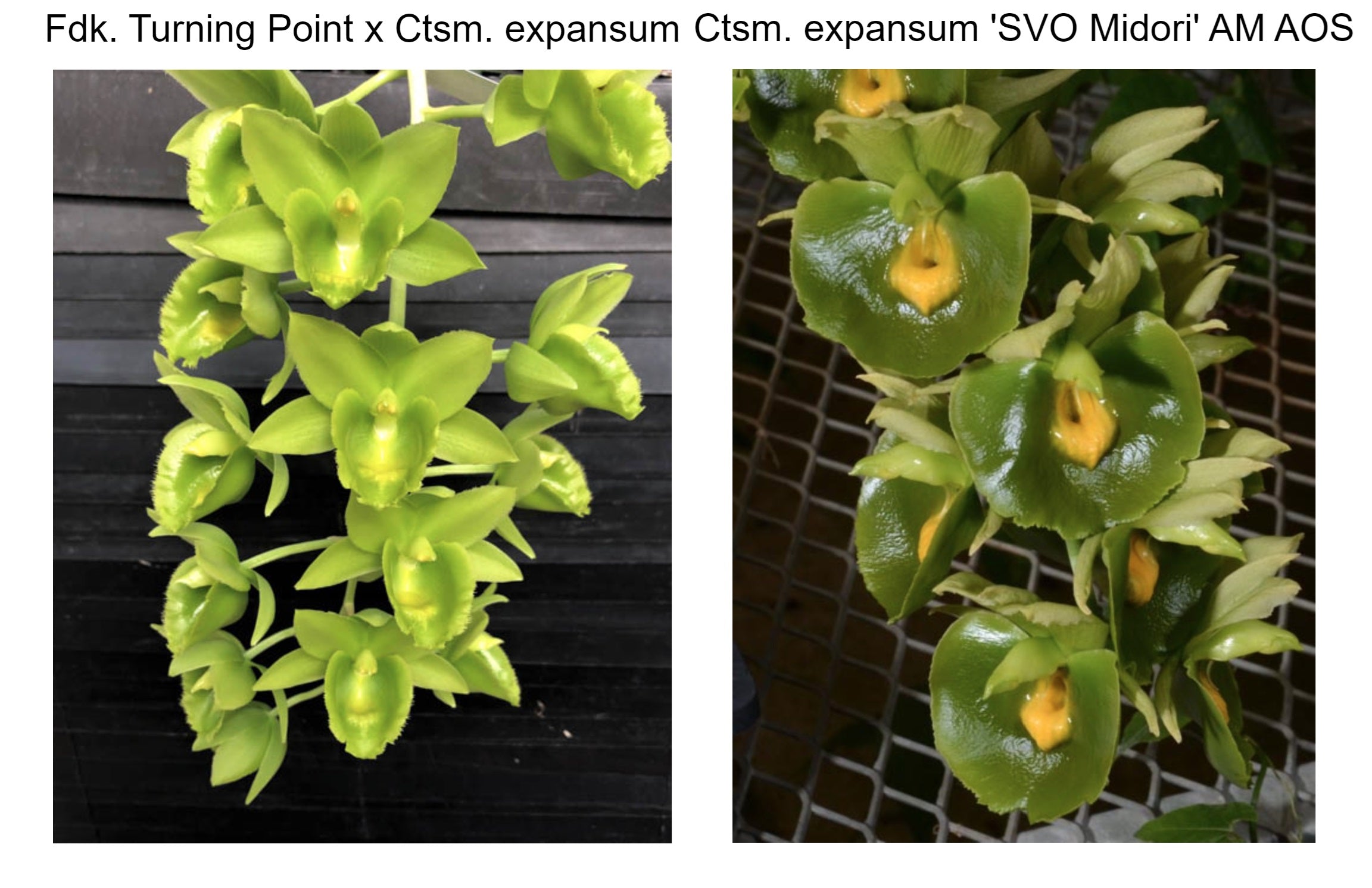 Fdk. Extra Points 'Green Green' x Ctsm. Expansum 'SVO Midori' AM/AOS ...
