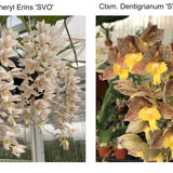 Clo. Cheryl Erins 'SVO II' x Ctsm. Dentrigrinum 'SVO'