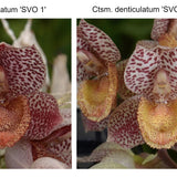 Ctsm. denticulatum 'SVO' AM/AOS x Ctsm. denticulatum 'SVO II' AM/AOS