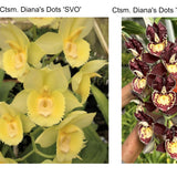 Ctsm. Diana's Dots 'SVO' x Ctsm. Diana's Dots 'Bold Spots'