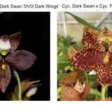 Cyc. Melana's Swan 'SVO Dark Wings' x Cyc. (Dark Swan x Providence) 'Chocolate'