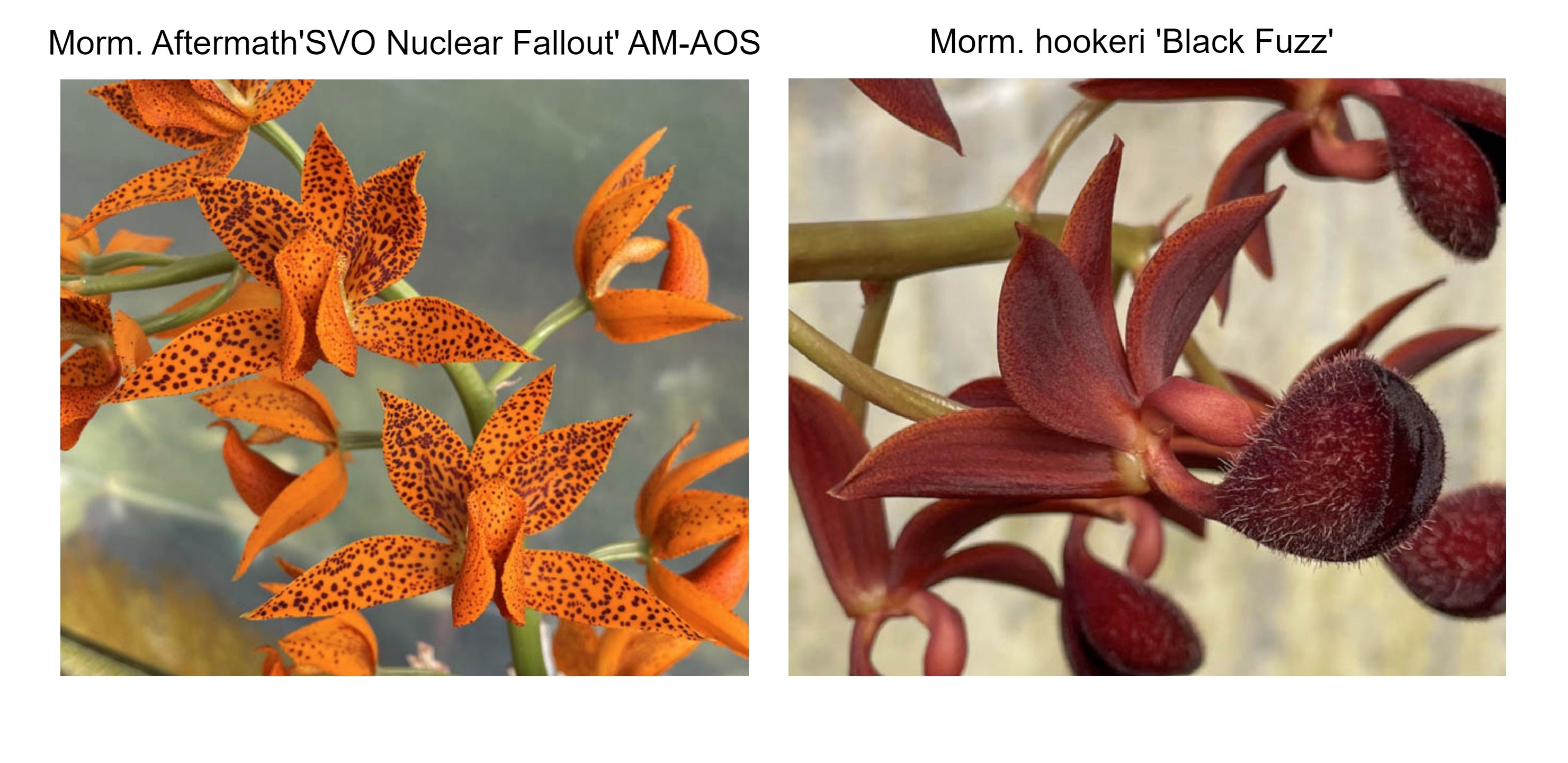 Morm. Aftermath 'SVO Nuclear Fallout' AM/AOS x Morm. hookeri 'Black Fu ...