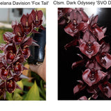 Ctsm. Melana Davison 'Foxtail' x Ctsm. Dark Odyssey 'SVO Dark Night'