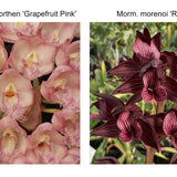 Cl. Rebecca Northern 'Grapefruit Pink' x Morm. morenoi 'Red'